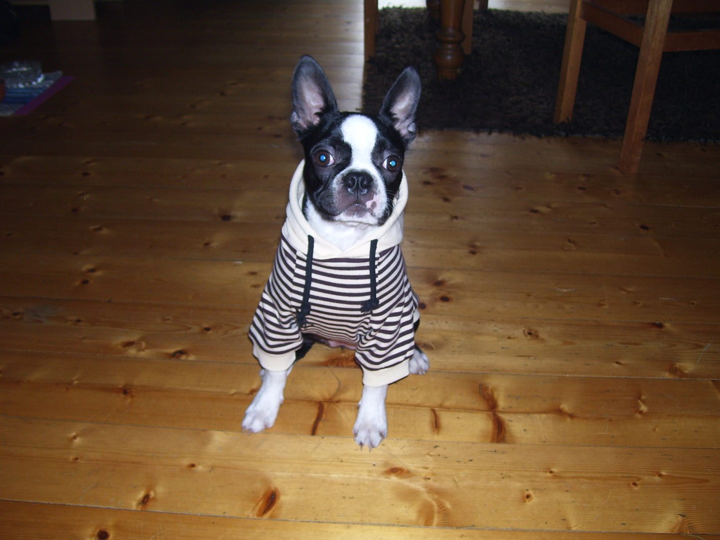 Partner Look! Gestreifter Matrosenpulli mit Kapuze - The Masked Frenchie