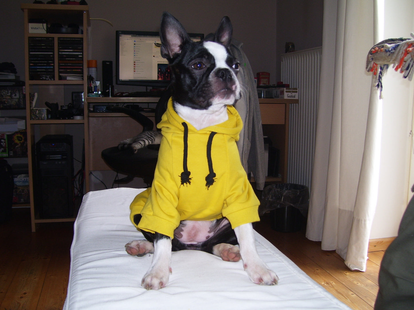 Herbst/Winter Hunde Kapuzenpulli WORLD - The Masked Frenchie