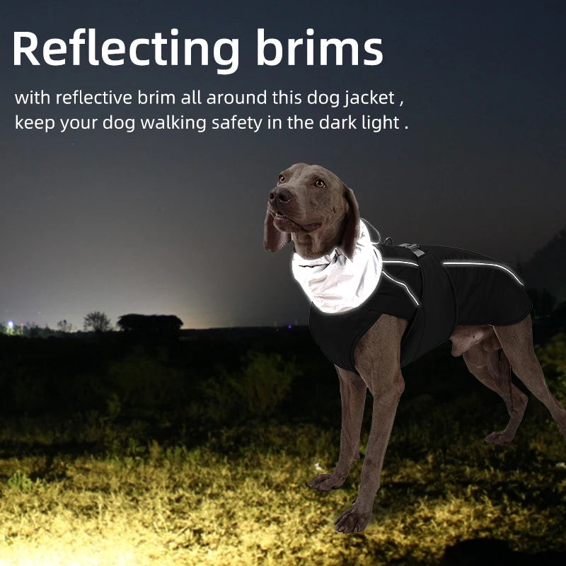 Winterjacke mit Taillengürtel für Hunde – Funktionalität trifft auf Stil - The Masked Frenchie
