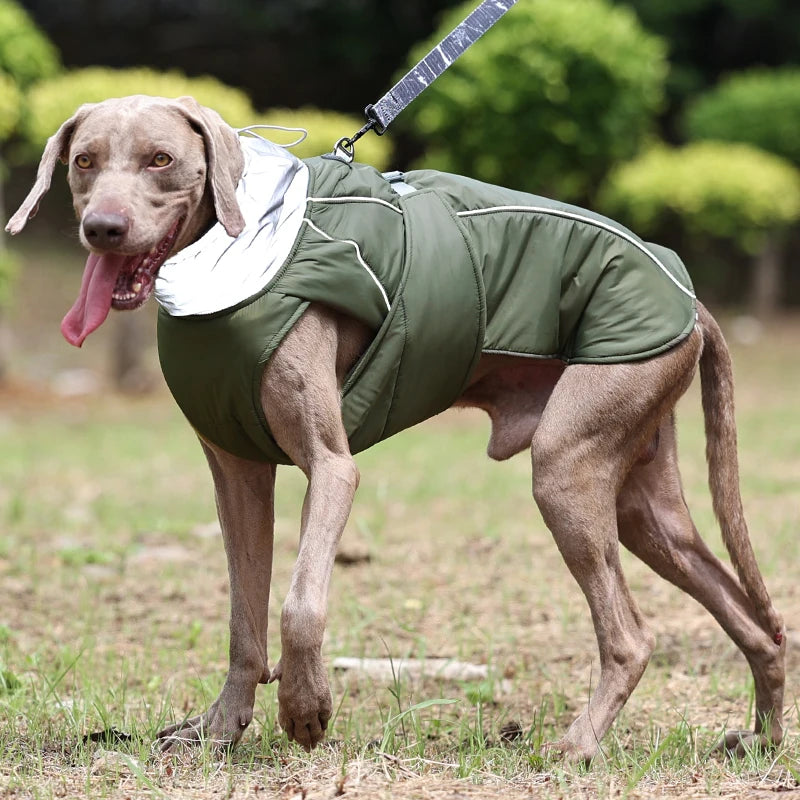 Winterjacke mit Taillengürtel für Hunde – Funktionalität trifft auf Stil - The Masked Frenchie