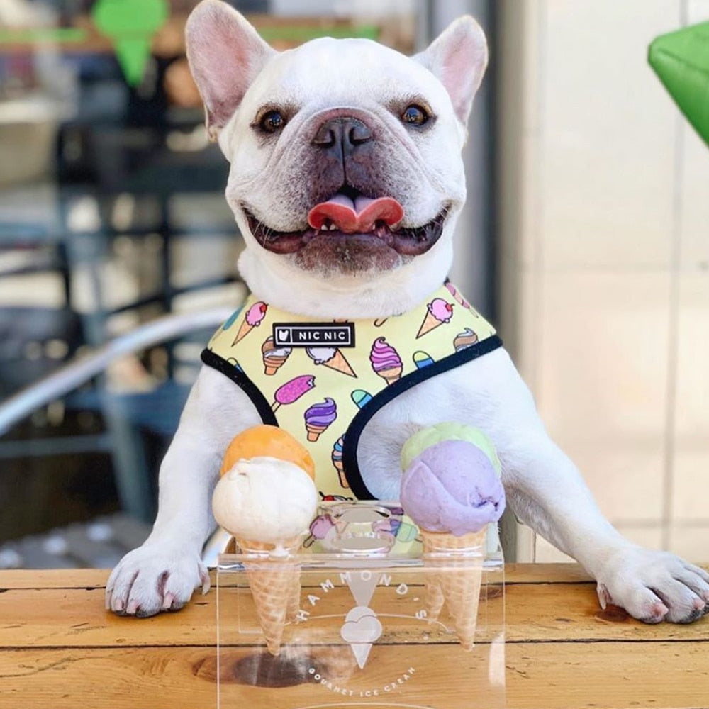 Buntes Ice Cream Geschirr und Leine Set - Gelb - The Masked Frenchie