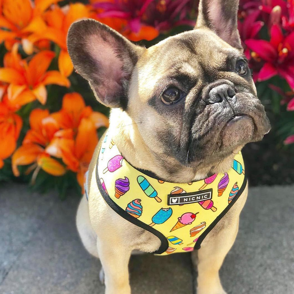 Buntes Ice Cream Geschirr und Leine Set - Gelb - The Masked Frenchie