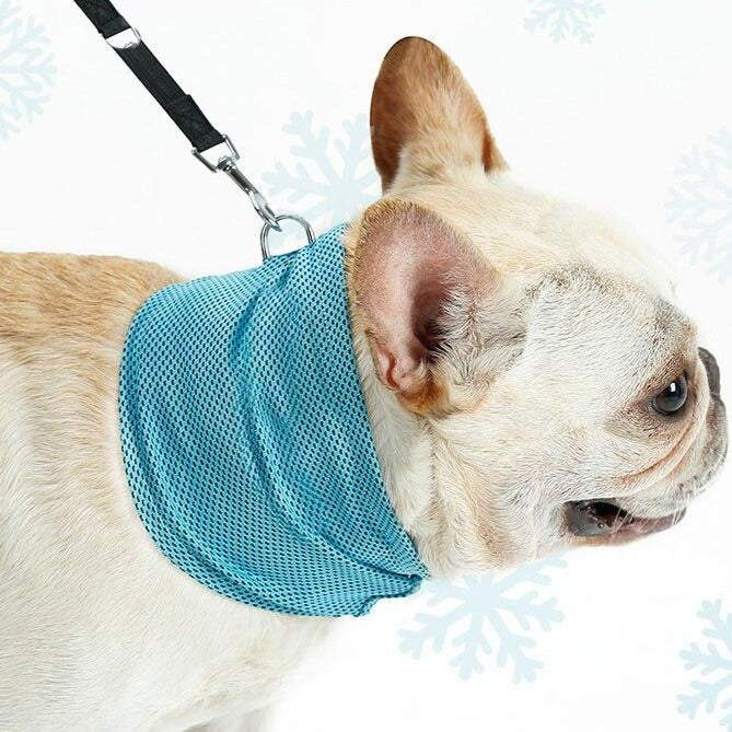 Stay Cool Bandana - das kühlende Halsband - The Masked Frenchie