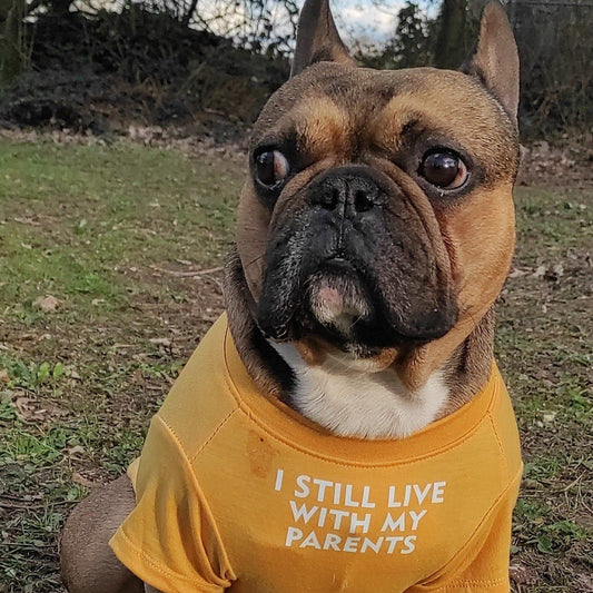 "I still live with my parents" T-shirt - Größe S-XXL - die Beste Hundebekleidung bei The Masked Frenchie - Nur €9.99!