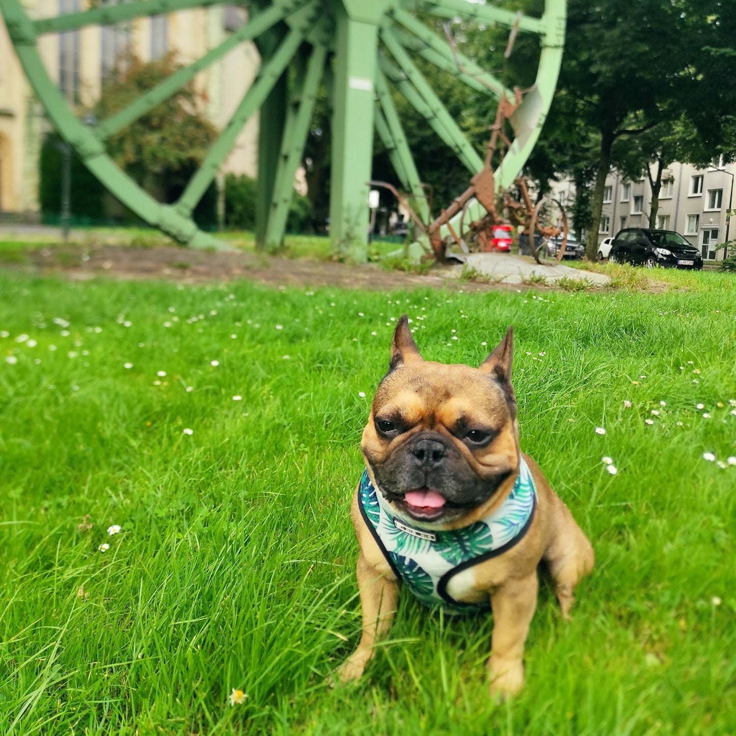 Buntes Geschirr und Leine Set - Grüne Palme - die Beste Halsbänder & Geschirre bei The Masked Frenchie - Nur €29.99!