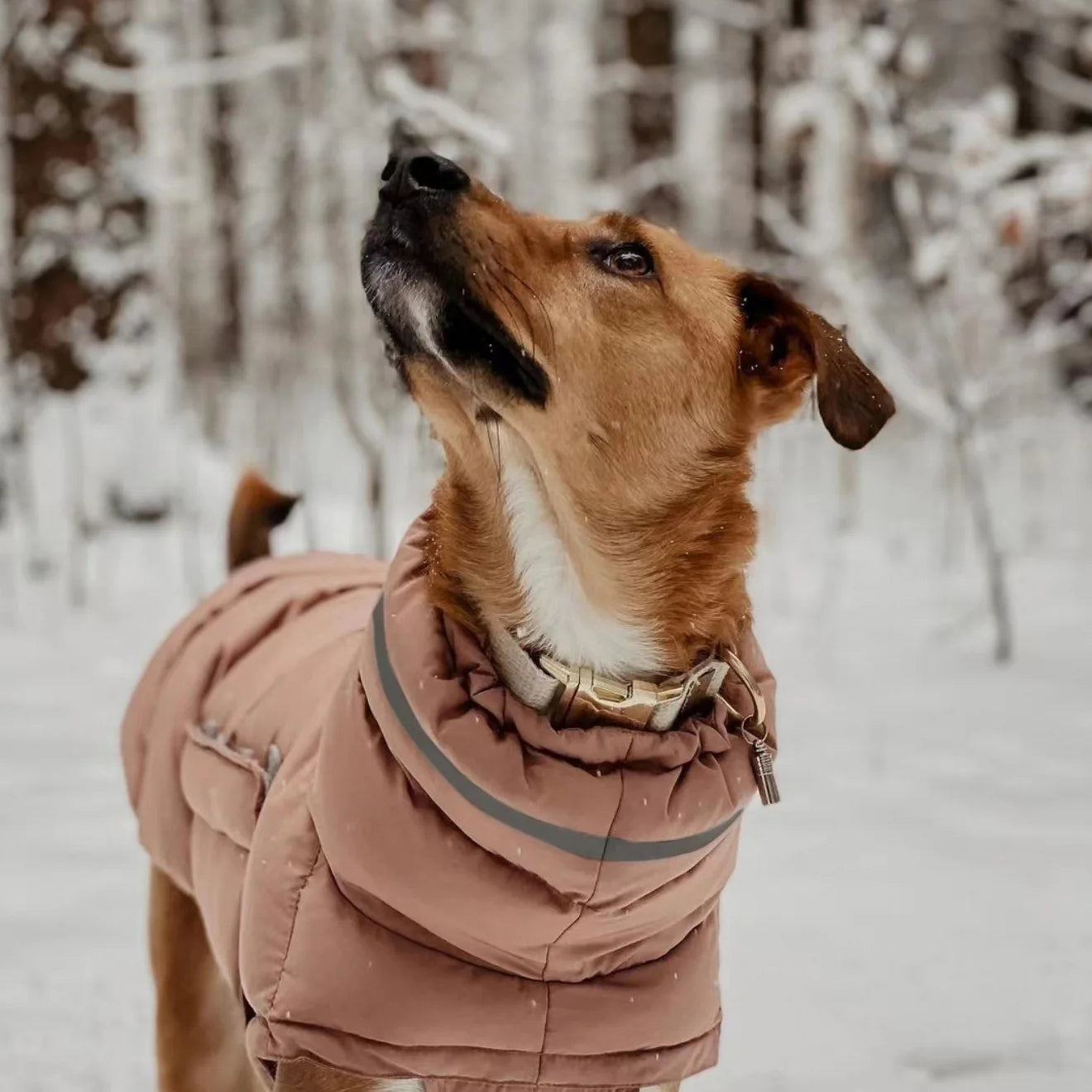 Gepolsterte Winterjacke für Hunde mit wasserdichtem und warmem Design - die Beste  bei The Masked Frenchie - Nur €29.60!