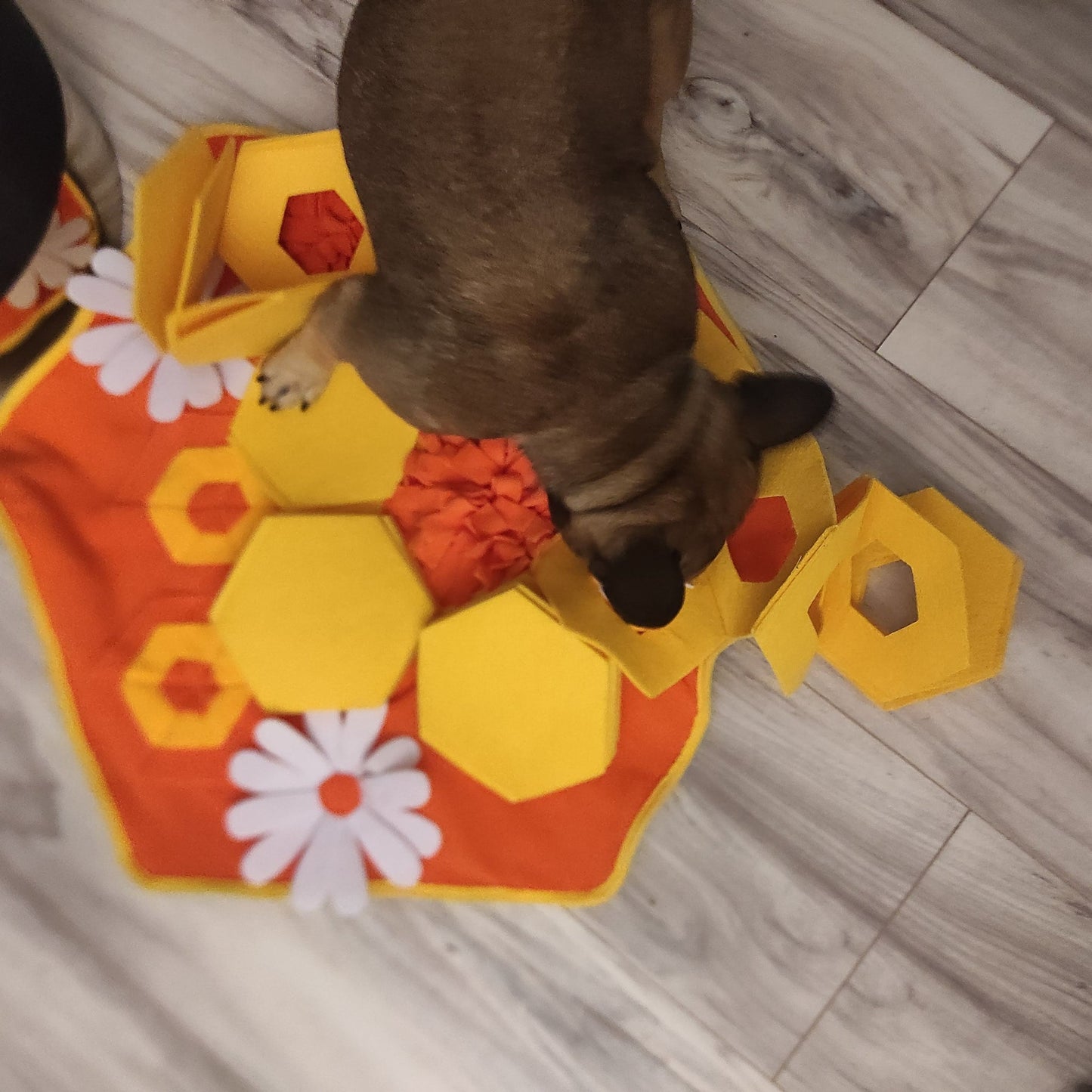 Sommerliche Schnüffelmatte zur IQ Förderung - The Masked Frenchie