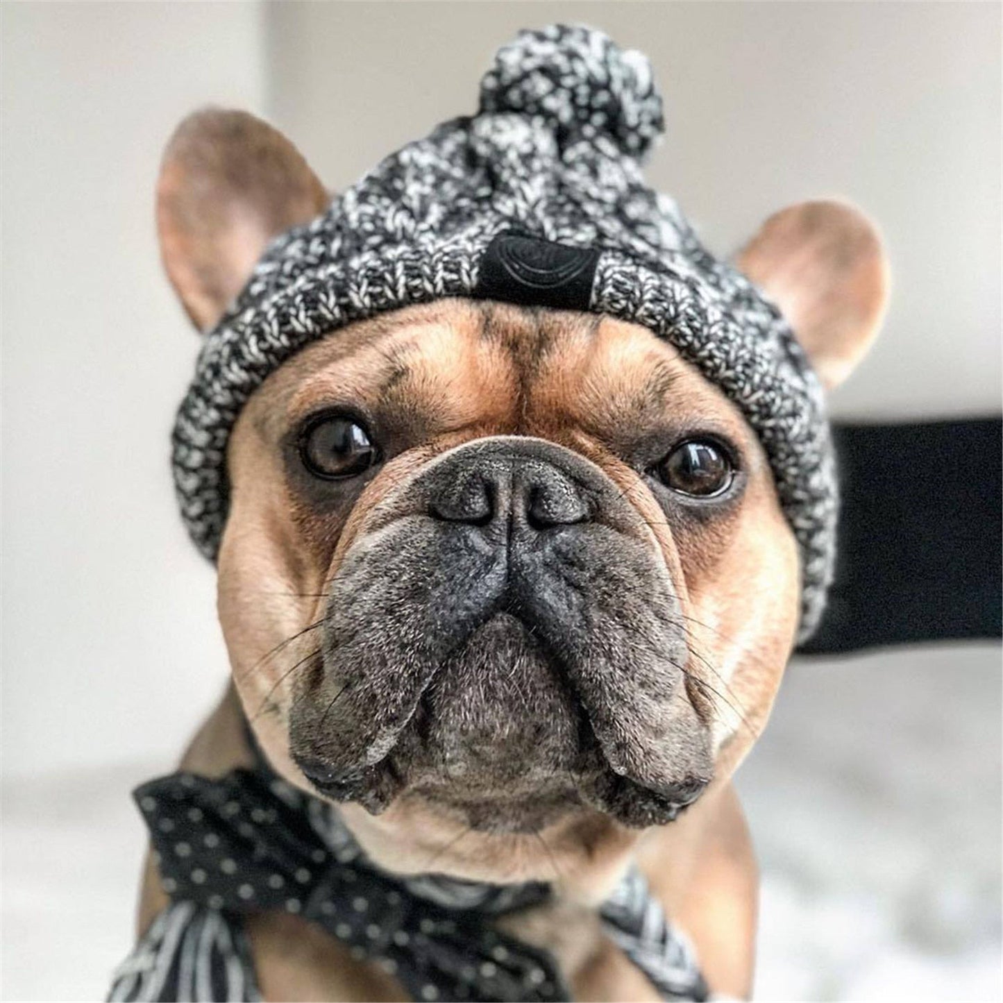 Warme Strickmütze - die Beste Hundebekleidung bei The Masked Frenchie - Nur €20.99!