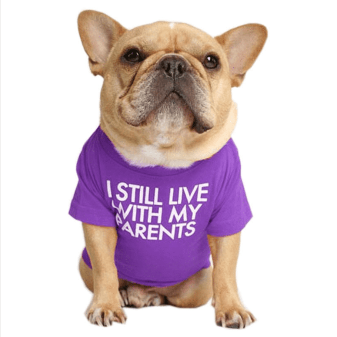 "I still live with my parents" T-shirt - Größe S-XXL - die Beste Hundebekleidung bei The Masked Frenchie - Nur €9.99!